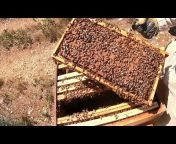 تربية النحل في الوطن العربي للمبتدئين والمحترفين