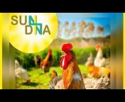 Sun DNA Band