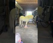SURE FOOT Equine Stability Program®