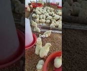 Otilalaxen Poultry Farm