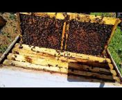 نحل جرجرة / Djurdjura abeilles