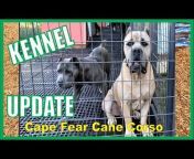 Cape Fear Cane Corso