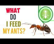 ANTS INDIA