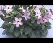 ISU Horticulture Herbaceous Ornamentals