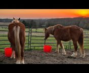 Elrod Family Farm and Equine Rescue