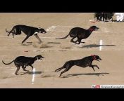 Greyhound Coursing club