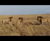 Tribute to African Lions