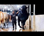 Biggest Bulls Of Bangladesh