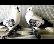 تربية الحمام Breeding Pigeons