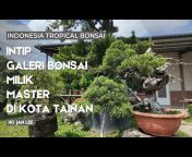Indonesia Tropical Bonsai
