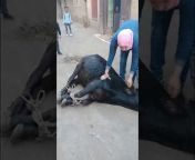 ladies female male slaughtering animals