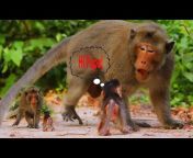 Monkey LH1