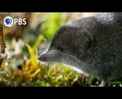 Nature on PBS