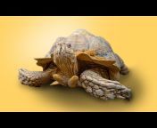 Garden State Tortoise