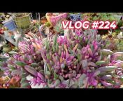 Growing Succulents with LizK