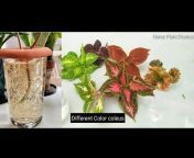 Home Plant Channel