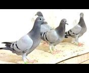 pigeonshow