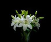 Cinematic timelapse of the white lily &#39;Litouwen&#39;, from the lily breeder Qualily - located in the Netherlands.nnThe biggest achievement has been accomplished with the help of our own programmable dolly. The dolly rotated around the lily, for at least 4 days a time (that is per angle / flower), while the cameras were shooting the timelapses.nnResults:nnWithin two days this productvideo did reach more than 35.000 views on Facebook. Several shops, wholesale and &#39;cash and carry&#39; locations in The Neth