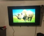 Black Rhinoceros Species Report from black rhinoceros