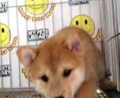 Shiba Inu Puppy (Male) For Sale 5 from sale male