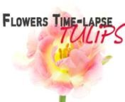 Short compilation of 18 tulip flowers blooming on white background.nnMusic: