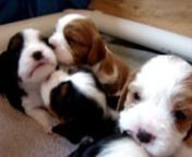 these 3 week old Cavalier King Charles Spaniel puppies learning why it&#39;s import to chomp the tail of your sibling. Go little munchkins! Let the battle for whelping box supremacy begin!
