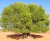 Zaytouna, olivier en arabe,nnDans cette vidéo d’une minute en boucle, à l’infini, on voit un grand olivier millénaire qui est toujours en plein vivacité, nen un vert éclatant, dans une atmosphère peu réelle, cet vieil olivier bouge sans arrêt, il vibre de vie, nl&#39;olivier est cité dans le Coran comme arbre de lumière, pour moi il symbolise l’arbre du coeur; l’arbre d’un paradis intérieur,n