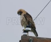 Get this here: https://motionarray.com/stock-video/hawk-on-electrical-pole-264190n...included with our Unlimited memberships. Or download hundreds of other assets with a FREE account. https://motionarray.com/freennThis video showcases a red-shouldered hawk perched on an electrical pole. This species of hawk is native to California.