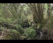Regeneration of the land is now widely discussed as the conversation around climate change intensifies .nnI have been filming in the Beara temperate rainforest in the west of Ireland since March this year with Eoghan Daltun . Eoghan moved west some ten years ago and is passionate about land regeneration . nnI hope this short film gives you a flavour of that .nnPlease support our filmmaking : https://www.patreon.com/canolapicturesnhttps://www.paypal.me/SupportOurFilmmakingnnLearn more about the B