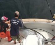 Giant Bluefin Tuna - 102 inch 630lbs -
