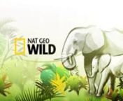 ABOUT THE NAT GEO WILD, EAR CAMPAIGN, ID Promos packagenFor the new tv show in Nat Geo Wild Channel, Ear Campaign. It&#39;s a documentary series about asian elephant . nThe Clients are very open minded, they request a refreshing and energetic approach for promos ID package and willing to try new art direction for the package, instead of footage base promos.nAfter several meeting, we agree to make it elegant , vivid, graphical &amp; energetic .nStylish brush stroke of elephant drawing are mixed with