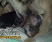 To follow the mom &amp; the babies, please visit: http://www.HopeForPaws.org