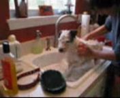 i know it&#39;s gross to wash a dog in the kitchen sink, but doing it in the bath tub hurts my back, and i hate paying someone thirty bucks to do it.nnmusic - girls by scorpio risingnni wish i had a good vid camera. any suggestions? i want something small, not too expensive, and something that can take as much continuous video that an SD card can hold.