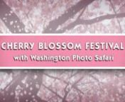 Each year from late-March through early-April, Washington Photo Safari offers many opportunities for you to tour the Tidal Basin in our nation&#39;s capital and capture the beauty of the blooming cherry blossom trees...with your camera!nnPlease visit us at: www.WashingtonPhotoSafari.com to learn more!nn© 2014 Washington Photo Safari™nnFootage courtesy of: National Cherry Blossom Festival, Melanie Otto &amp; Mediamakers USAnwww.nationalcherryblossomfestival.orgnnProduced by: Mediamakers USAnwww.Me