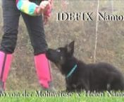 Idefix Namornik - obedience from idefix