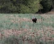 Fall Season is a hunting web based show produced by Field Proven Calls. On this Part 1 of 2 episodes join Jon Payne and Jessica Hudnall as they hunt big gobblers in Kentucky.Field Hudnall and Jon are good friends which means one thing...they are not afraid to make fun of each other and have fun while doing it. Go to www.FieldProvenCalls.com to check out their full line of Turkey Calls and Authorized Dealers.