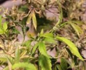 Revegging your marijuana or cannabis plant is a great and easy way to save those prized genetics that you may not have backups of. Although taking clones or starting from seed is the preferred method of keeping genetics sometimes you have no choice but to reveg the plant so you can keep that killer strain.nnThis video shows the reveg process from harvesting the plant all the way to the point where you can take a new clone off of the revegged marijuana plant.nnThe whole process takes a little ove
