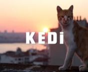 KEDI is a documentary feature focusing on the millions of street cats that live in one of the world&#39;s most populated cities and the people who love and care for them. It is a profile of an ancient city and its unique people, seen through the eyes of the most mysterious and beloved animal humans have ever known, the Cat.nnwww.kedifilm.comnwww.facebook.com/ninelivesmoviennStatus: In ProductionnRelease Date: 2015nDirector: Ceyda TorunnProduction: Termite Films