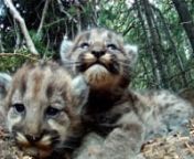 The Secret Life of Mountain Lions ​provides a rare glimpse into the family and social bonds of mountain lions. It affirms their rightful place ​in nature and the importance of ​protecting them ​for generations to come.Narrated by Chris Morgan (PBS, BBC, National Geographic), this video contains extraordinary ​footage captured with ​motion-triggered cameras from Panthera&#39;s Teton Cougar Project.