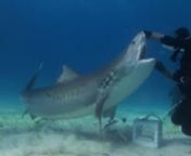Im kick starting a Shark Porn series for all you shark lovers out there. nFootage was taken over a span of few days diving with Epic Diving in Bahamas (Tiger Beach/Bimini). nDespite some days of bad weather, and lots of sand, I managed to shoot this footage with Sony CX550 /Light and Motion housing, using ambient light.