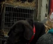 Op zaterdag 5 december zijn Rosie, Sashko en Sunny na een lange reis bij ons aangekomen.nRosie, een herder kruising, is mishandeld en daardoor verlamd geraakt. Sashko is aangereden; hij kan nog op vier pootjes lopen maar als hij rent, sleept hij met zijn achterhand. Sunny, een dachshund kruising, is verlamd geworden toen zij haar pups wilde redden die werden aangevallen door een grote hond. nDe hondjes zijn liefdevol opgevangen door Animal Rescue Sofia in Bulgarije (http://arsofia.com) en prima