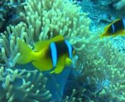 A trip to Sharm el Sheik to dive with Oonas Dive Club in May 2016nVideo by Hanneke Van Liere, Carl Langley and Chris Hastie. nnMusic by Ben Othmen, Lounge Oud Feat. Fawzi Chekili, Creative Commons License