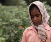 Kinderarbeit ist auf Indiens Baumwollfeldern keine Seltenheit. Hunderttausende werden dort ausgebeutet – auf Kosten von Gesundheit und Bildung. Ein fluter-Video: http://www.fluter.de/de/148/thema/13745nn„Besser tot, als weiter dort zu arbeiten“: Es ist schwer mitanzuhören, was die kleine Anita von den Baumwollfeldern Südindiens erzählt. Unter teils starkem Pestizideinsatz schuftete sie täglich zwölf Stunden – manchmal wortwörtlich bis zum Umfallen. Dafür bekam sie nicht mehr als u