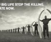 Made by Nick Brandt, co-Founder of Big Life Foundation, this 2013film shows the urgent poaching situation in East Africa, and what Big Life is doing on the ground to deal with it.nnThe film features animal footage shot in Amboseli in July 2012 by Nick Brandt, and interviews and action from earlier in the year with Richard Bonham, as he and the Big Life rangers pursue poachers within the East African Amboseli ecosystem where Big Life currently operates.nnFounded by photographer Nick Brandt and