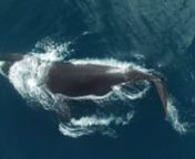 In 2016 Drone Complier (VDOS Global) supported research on Bowhead Whales in the Arctic using Drones.This video contains some of the video captured during the summer of 2016 missions.Contact Drone Complier at info@dronecomplier.com for more information.Flight operations managed by www.dronecomplier.com Drone Complier Copyright 2016 - 2099