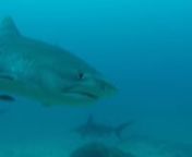 Either the sharks at Cocos Island are getting more fearless, or our divers are – because the tigers, hammerheads and Galapagos sharks have been coming in EXTREMELY close as you&#39;ll see in this video!nnMany thanks to Mauricio