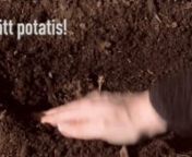 Det är hög tid att planera potatisodlingen. Här kommer några grundtips.