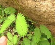 A touch-me-not plant (Mimosa pudica) that closes up its leaves when touched.nTaken in Polonnaruwa, Sri Lanka.