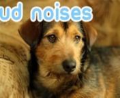 This Music will Help Calm Your Dogs During Scary Thunderstorms.