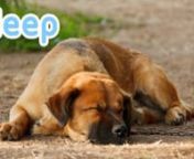 Put this track on for your puppy or dog at bedtime and they&#39;ll be fast asleep before you know it!